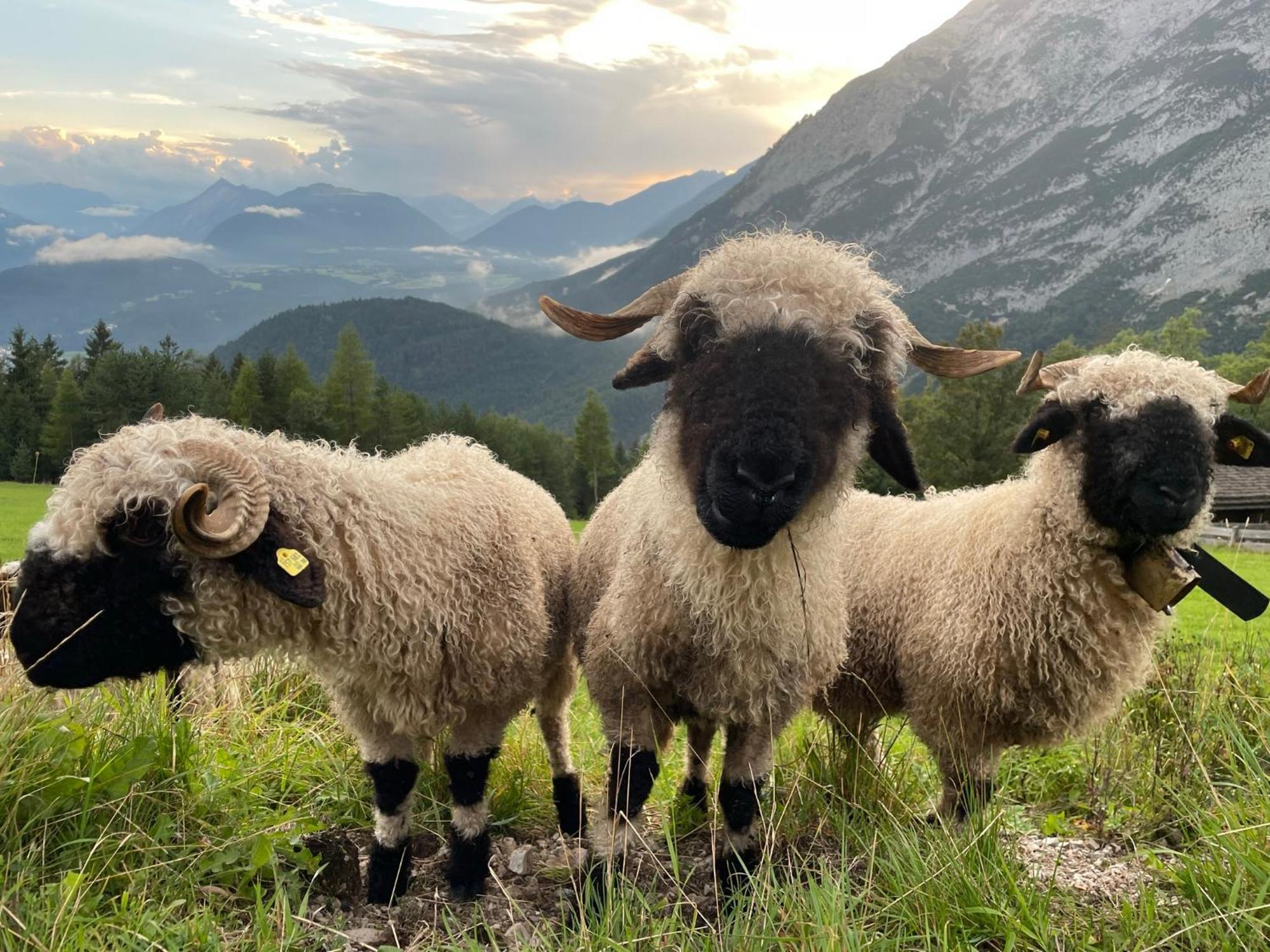 Antoni Apartements Seefeld in Tirol Bagian luar foto